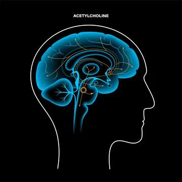 Acetylcholine cholinergic pathway 스톡 일러스트