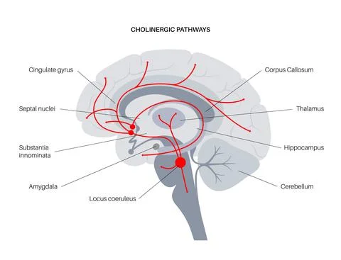 Acetylcholine cholinergic pathway イラスト素材