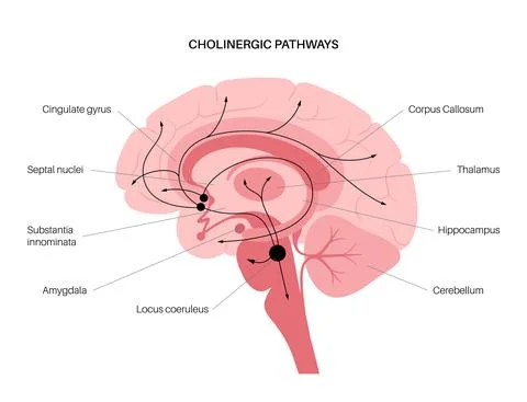 Acetylcholine cholinergic pathway 스톡 일러스트