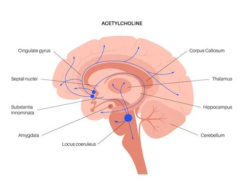 Acetylcholine cholinergic pathway Stock Illustration