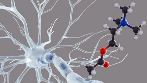 The Acetylcholine molecule with neuron or nerve cell. Stock Illustration