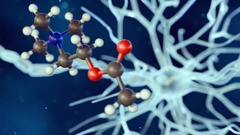 The Acetylcholine molecule with neuron or nerve cell. Stock Illustration