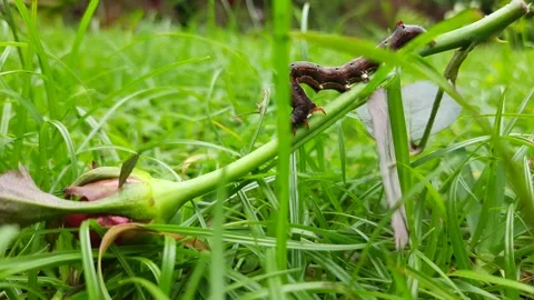 Achaea janata. Stock Footage 313268018