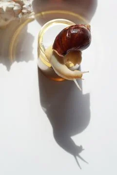 Achatin snail crawls on a jar of cream on a sunny day Stock Photos