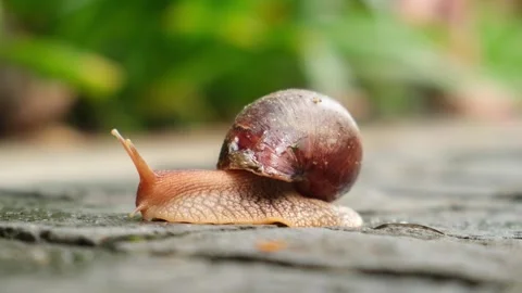 Achatina snail with brown shell moving on textured ground surface Stock Footage 336320885