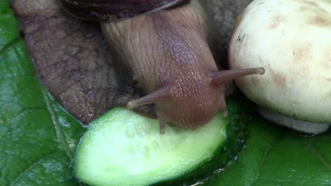 Achatina snail chews cucumber 스톡 동영상 90343181