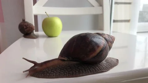 Achatina snail crawling Stock Footage 100239177