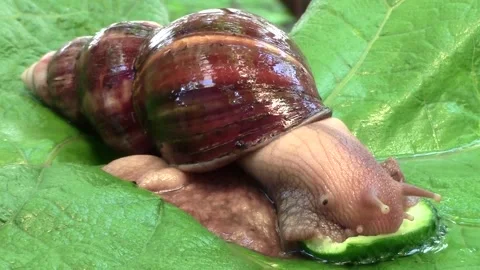 Achatina snail eats cucumber 스톡 동영상 90313866