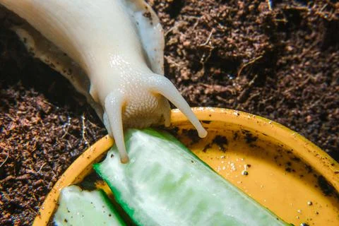 Achatina snail eats a cucumber Stock Photos
