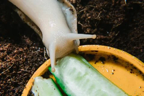 Achatina snail eats a cucumber Stock Photos