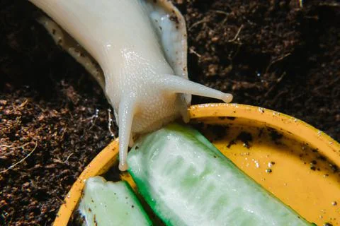 Achatina snail eats a cucumber Stock Photos