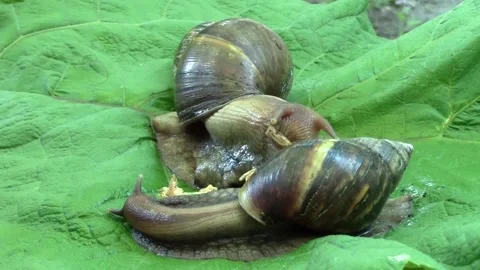 Achatina snail eats gammarus 스톡 동영상 90313900