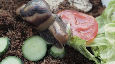 Achatina snail Stock Footage 90628270