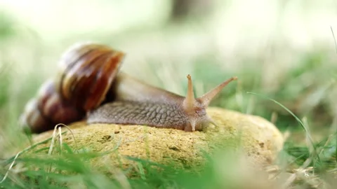 The Achatina snail quickly runs forward Stock Footage 280998711