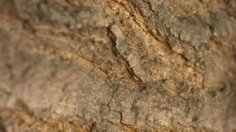 Achemon sphinx moth side veiw wide Stock Footage 41830740