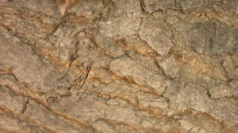 Achemon sphinx moth on a tree Stock Footage 41831067