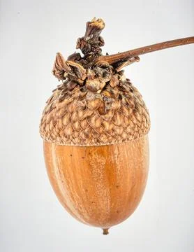Achene Fruit Isolated on White Background, Small Dry Seeded Fruit Represent.. Stock Photos