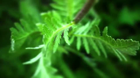 Achillea leaves Video stock 10824302