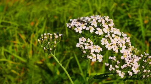 Achillea millefolium. Stock Footage 80797449