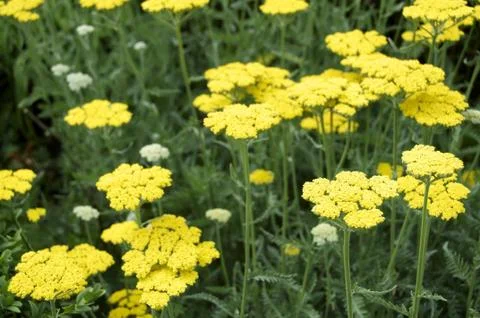 Achillea Stock Photos