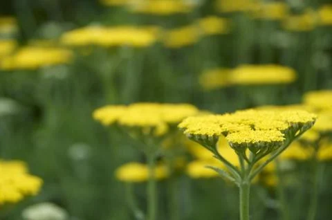 Achillea Stock Photos