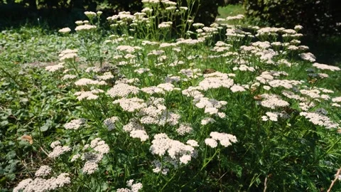 Achillea yarrow herb Stock Footage 282678790