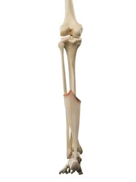 Achilles tendon, artwork Stock Illustration