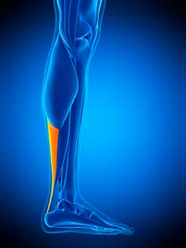 Achilles tendon, illustration Stock Illustration