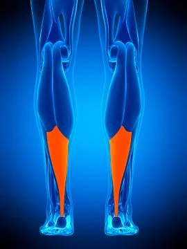 Achilles tendon, illustration Stock Illustration