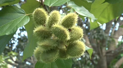 Achiote Stock Footage 1931124
