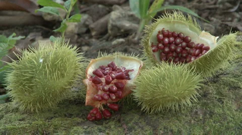 Achiote Stock Footage 1931358
