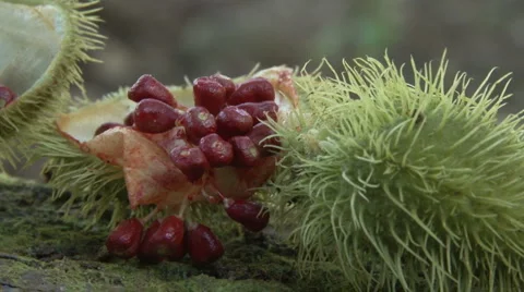 Achiote Stock Footage 1931535