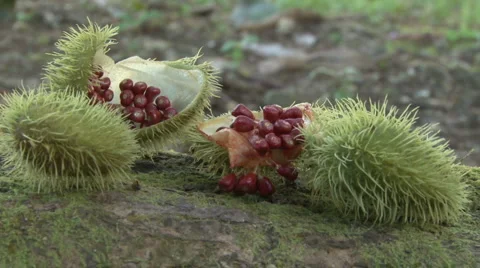 Achiote Stock Footage 1931718