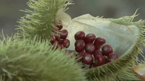 Achiote Video stock 1931937