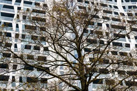 Achitectural Building Tree Rotterdam Stock Photos