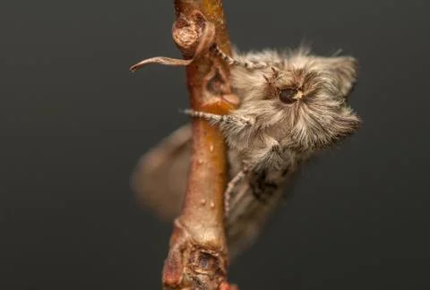 Achlya flavicornis Stock Photos