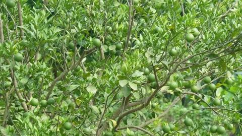 Acid lime tree 스톡 동영상 344285695