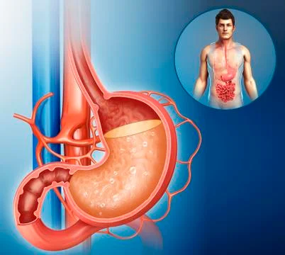 Acidity in human stomach, illustration Stock Illustration