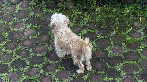 ACIL DOG Stock Photos
