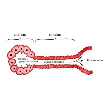 Acinus and Ductus GI System cells  anatomy and physiology vector illustration イラスト素材