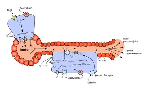 Acinus and Ductus GI System cells vector illustration Stock Illustration
