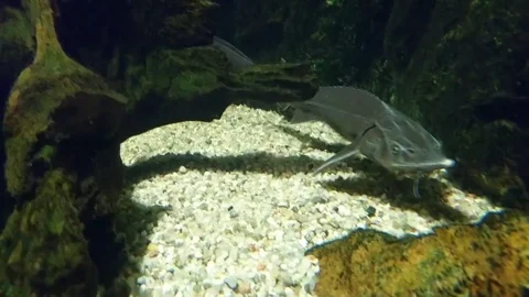 Acipenser fish underwater Stock Footage 77646493