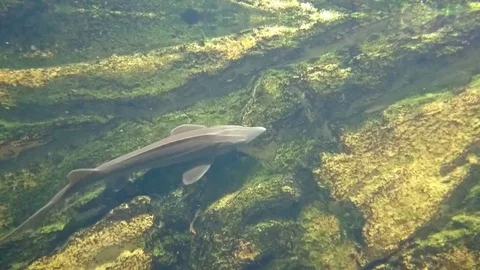 Acipenser fish underwater Stock Footage 77646531