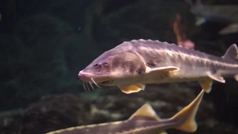 Acipenser, Linnaeus in the aquarium Stock Footage 111383591
