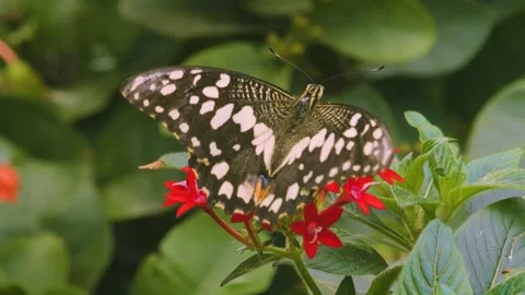 Aclipper butterfly Stock Footage 255719859