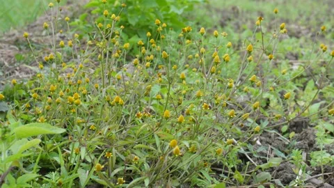 Acmella oleracea 스톡 동영상 332561720