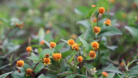 Acmella paniculata in the garden Video stock 273779433