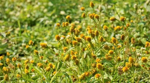 Acmella uliginosa also known as Marsh para cress Stock Photos