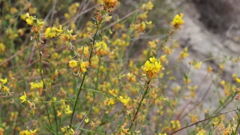 ACMISPON GLABER BLOOM Stock Footage 161119315