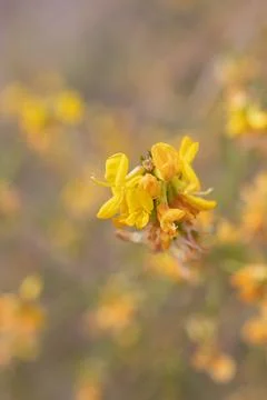 ACMISPON GLABER BLOOM Stock Photos